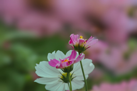 Anemone, Beautiful, Cosmos, Daisy, Flower, Flowers, Fragile, Garden, Geranium, Nature, Petal, Petals, Photography, Plant, Pollen